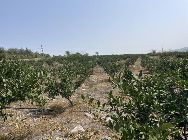 澧縣土地資源,澧縣公共基礎(chǔ)設(shè)施,澧縣工商業(yè)信息咨詢,澧縣澧州實業(yè)發(fā)展有限公司